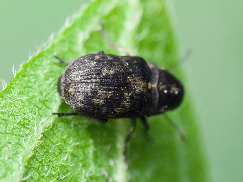 Rhaphitropis marchica (Herbst, 1797)